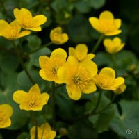 Marsh Marigold